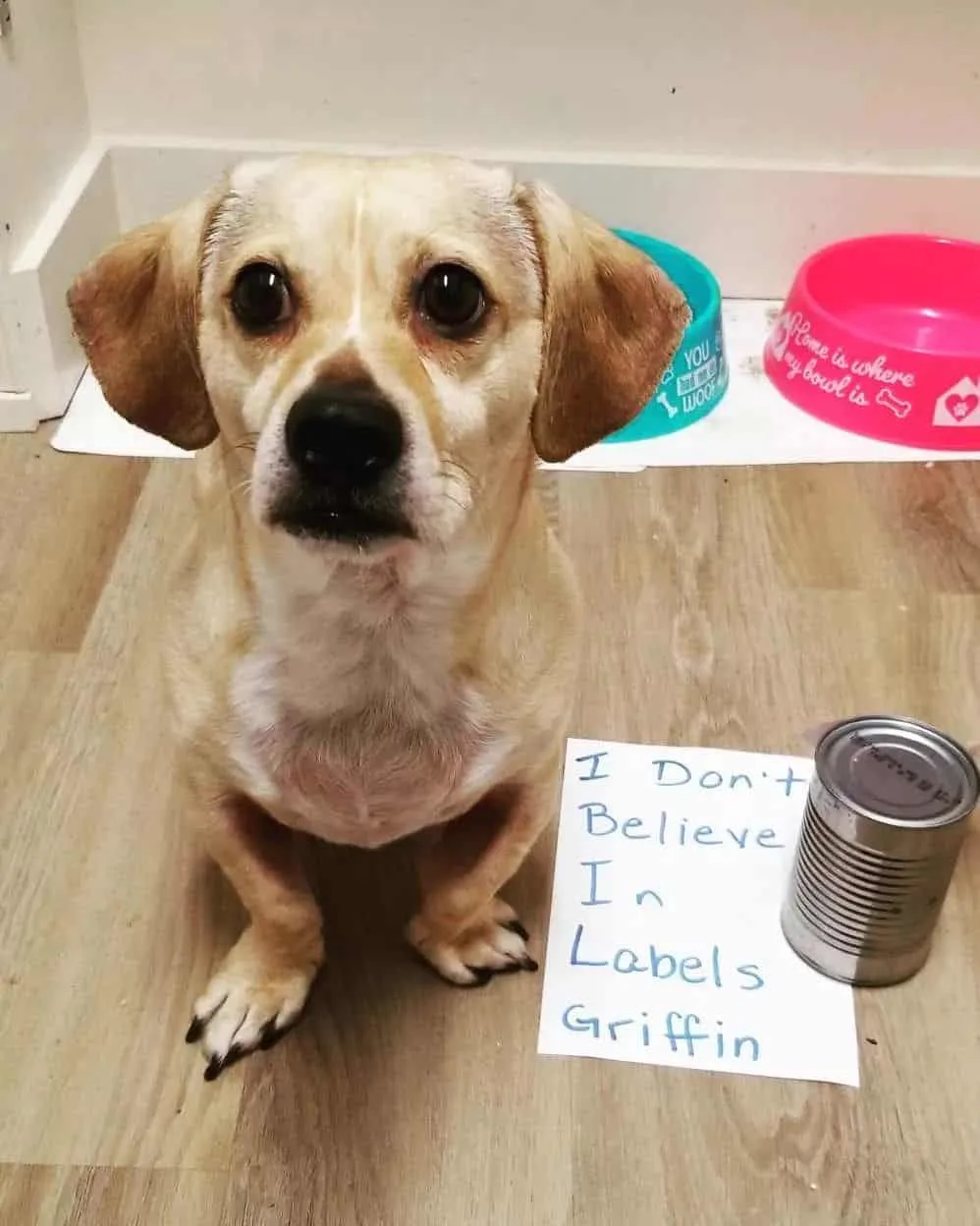 dog being shamed for eating a label