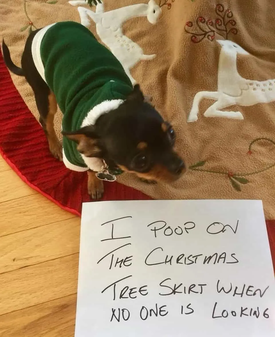 dog being shamed for pooping on the christmas tree