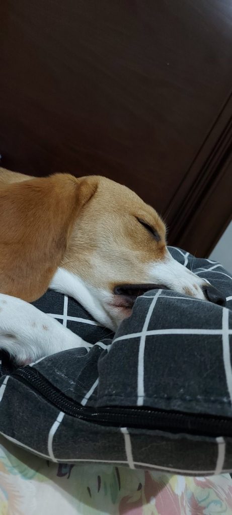 dog bites pillow in sleep