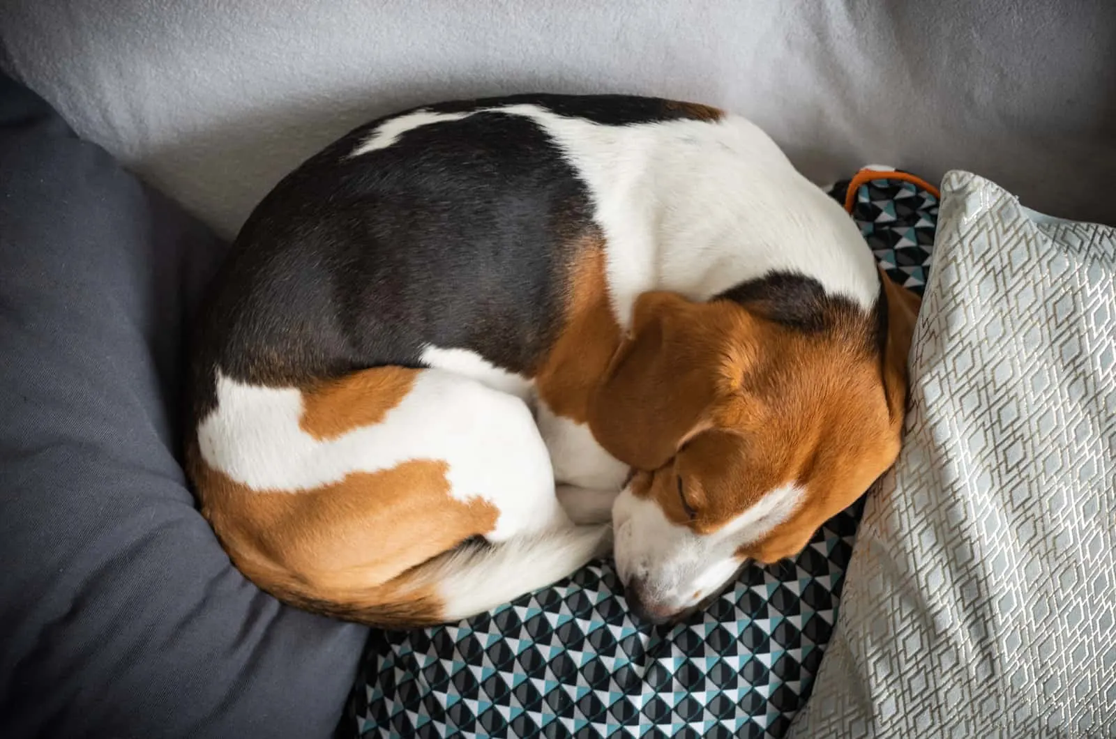dog curled up sleeping