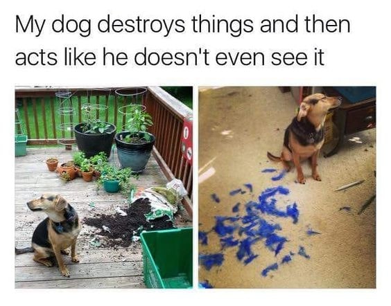dog destroying stuff