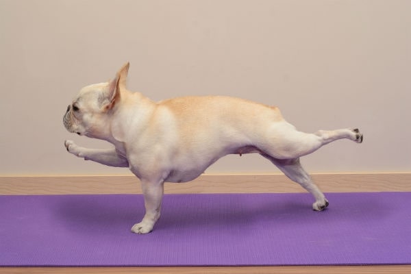 dog doing yoga