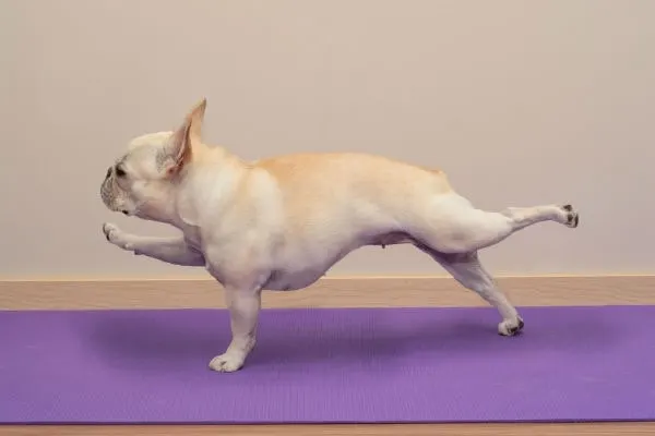 dog doing yoga