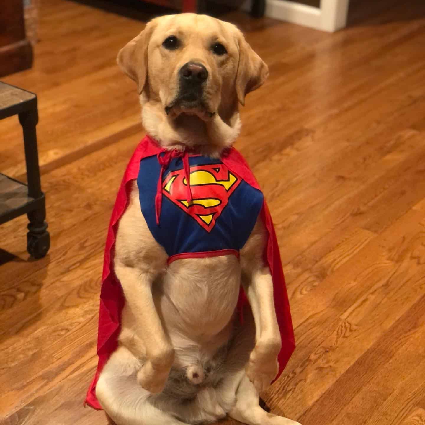dog dressed up in superman costume