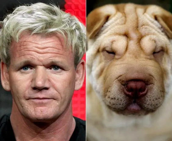 dog face like Gordon Ramsey