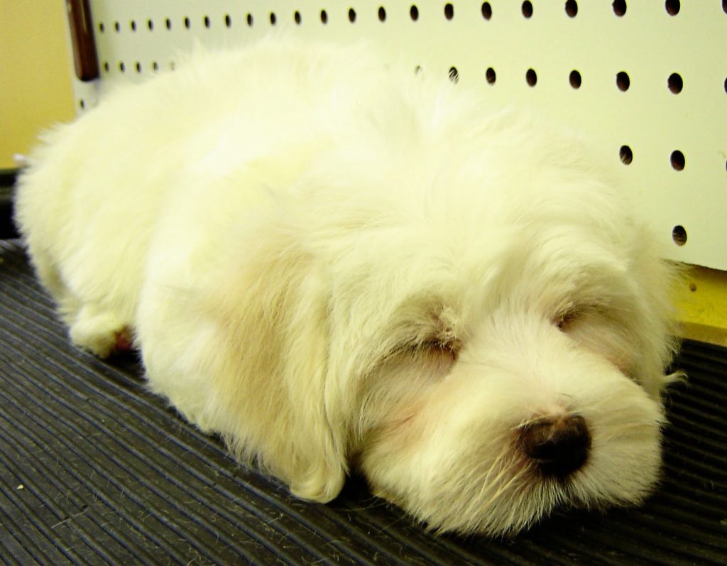 dog falls asleep at groomer's