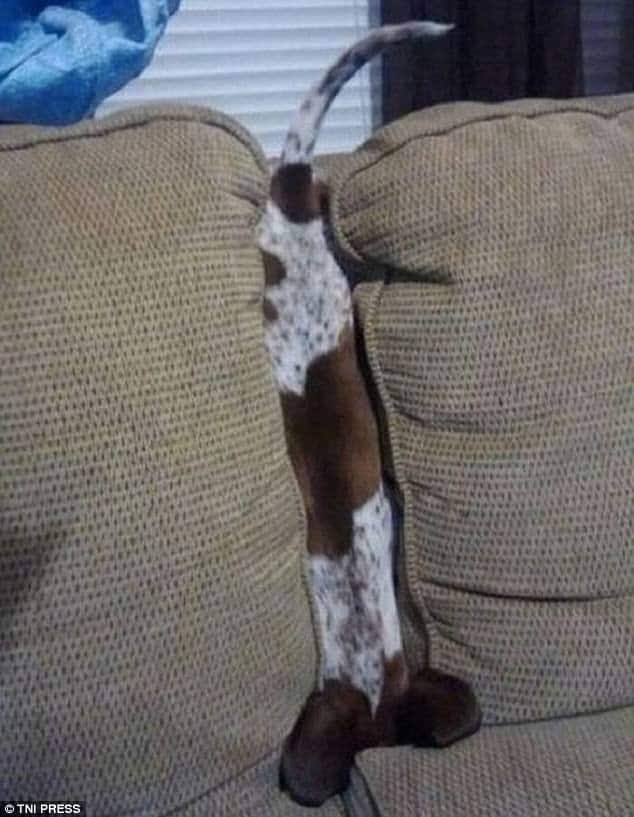 dog falls asleep between sofa cushions