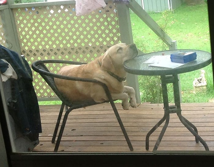 dog falls asleep on table and chair