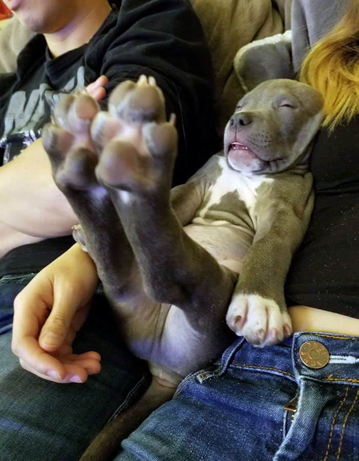 dog falls asleep with legs sticking out