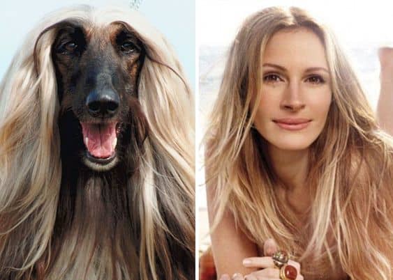 dog hairstyle like Julia Roberts