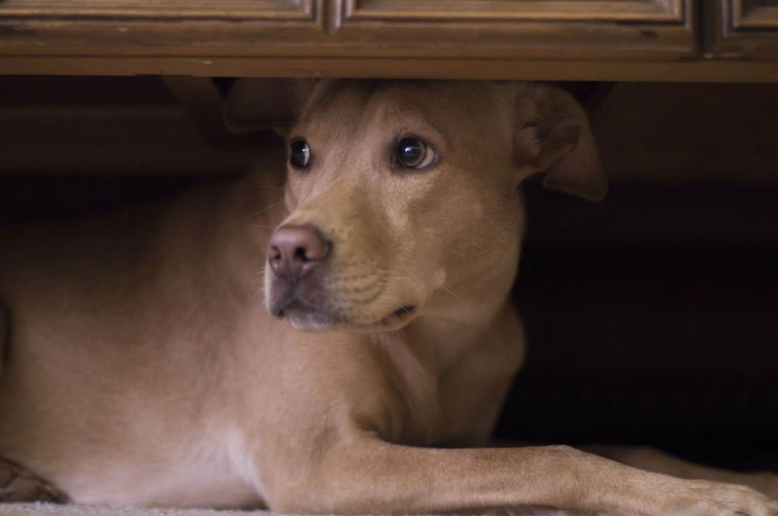 dog hides under coffee table from firework outside