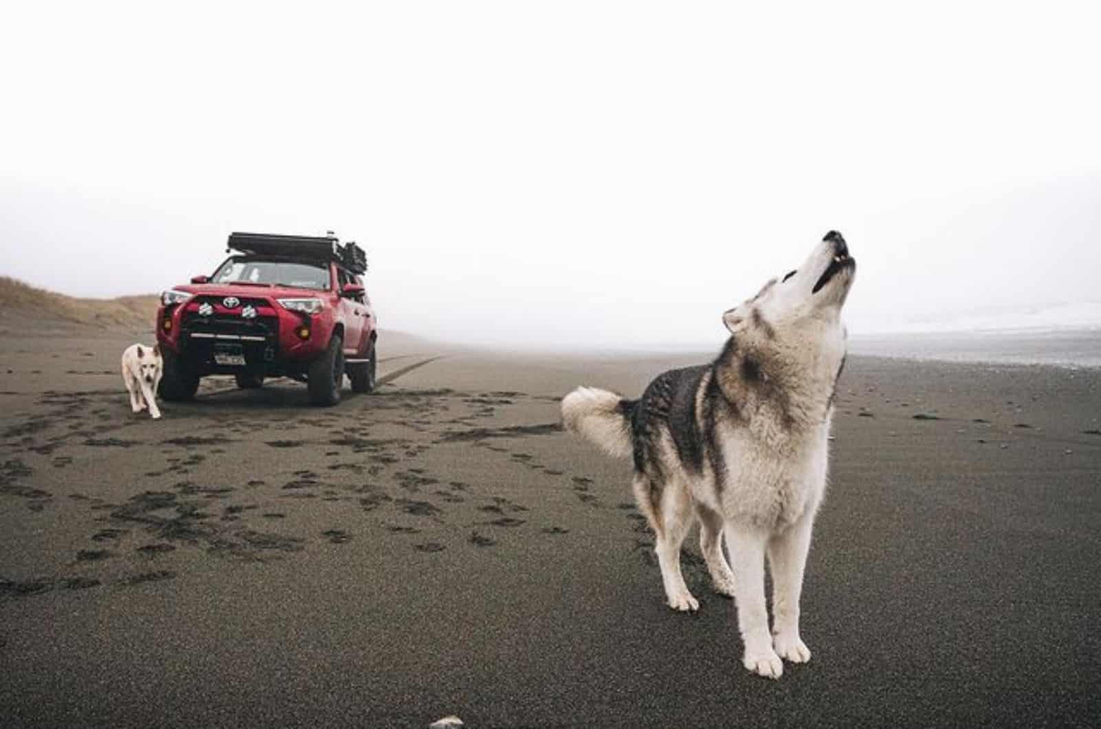 dog howling on the beach