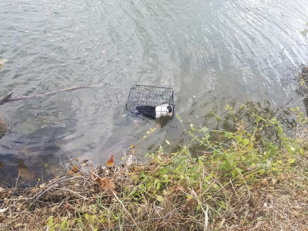 dog in a cage floating in water