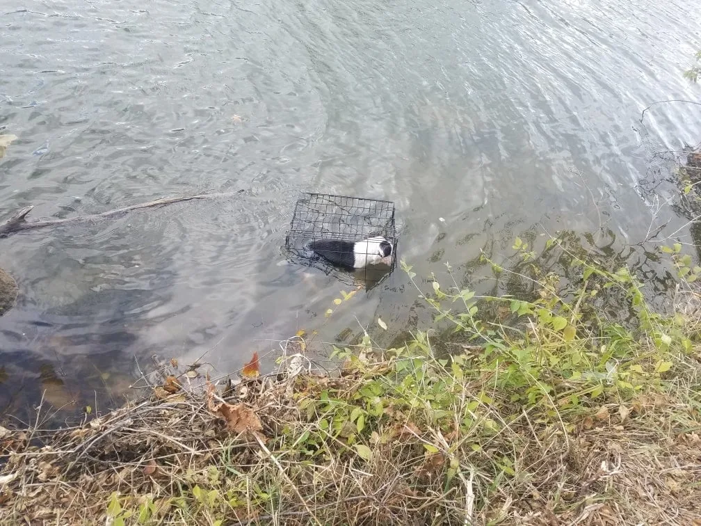 dog in a cage floating in water