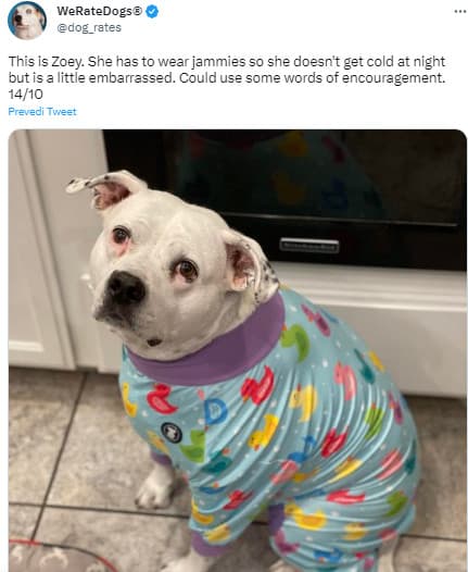 dog in a clothes