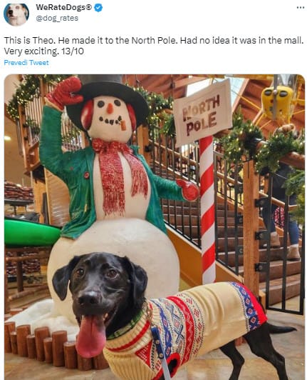 dog in a winter store