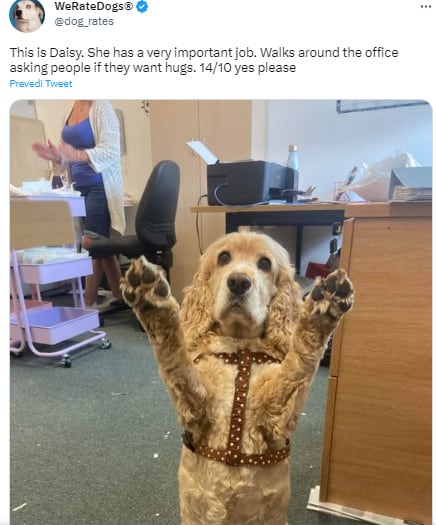 dog in office