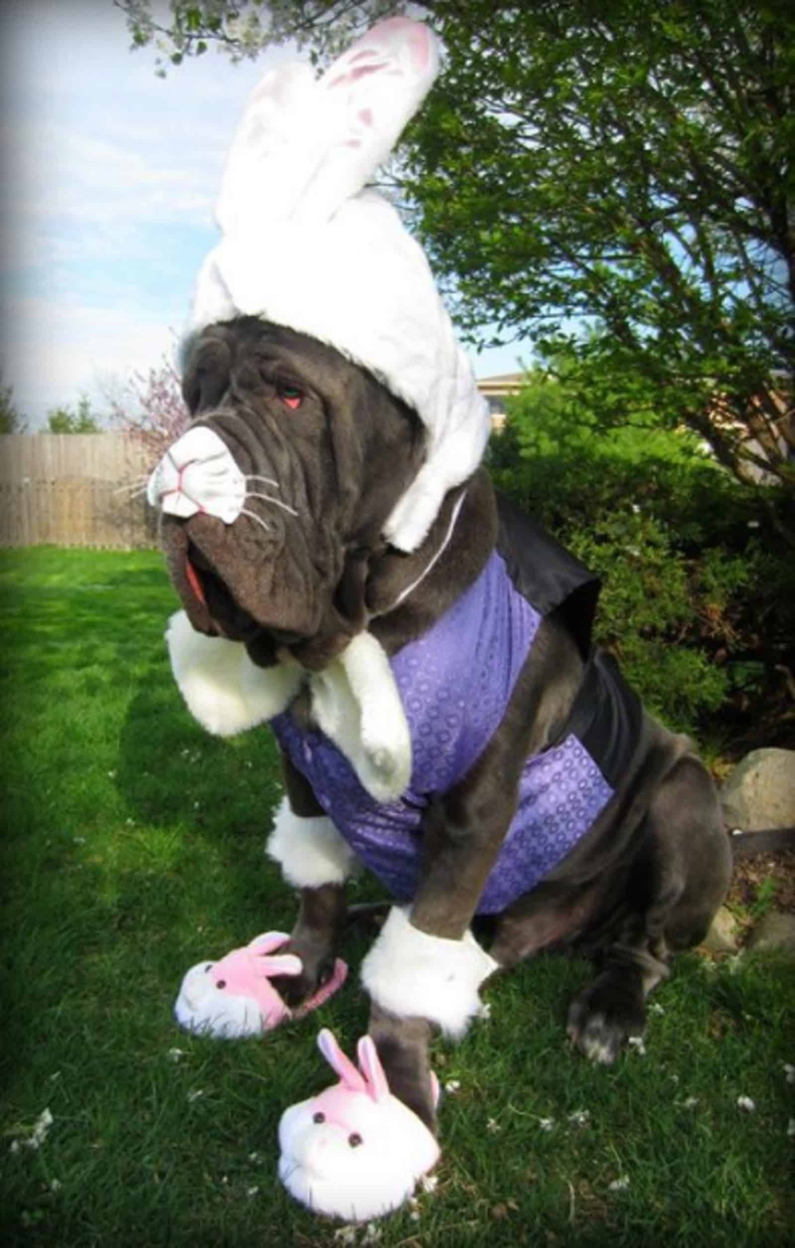 dog in rabbit costume sitting in the garden