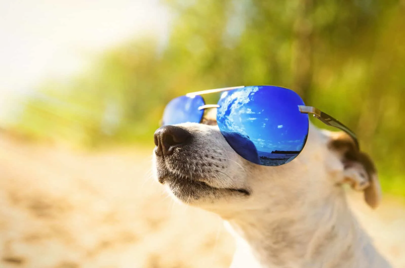 dog in sunglasses looking at sky