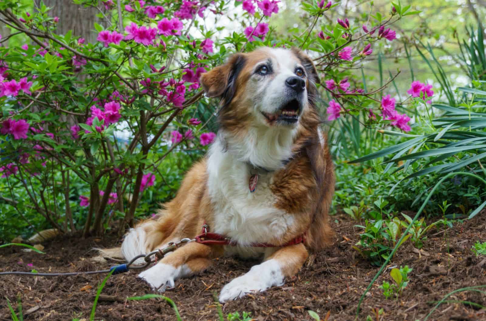 dog laying down underneath a flowering purple azalea in spring