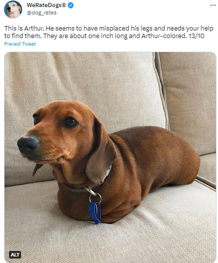 dog laying on the couch