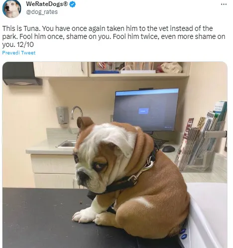 dog laying on the floor