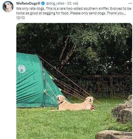 dogs laying on the grass