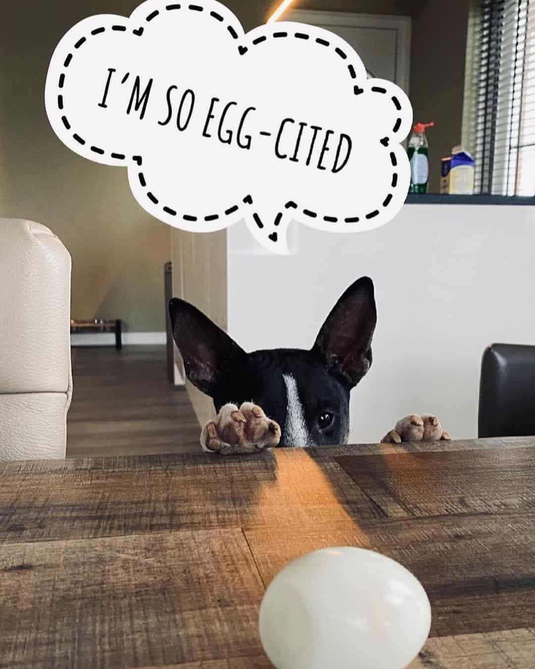 dog looking an egg meme
