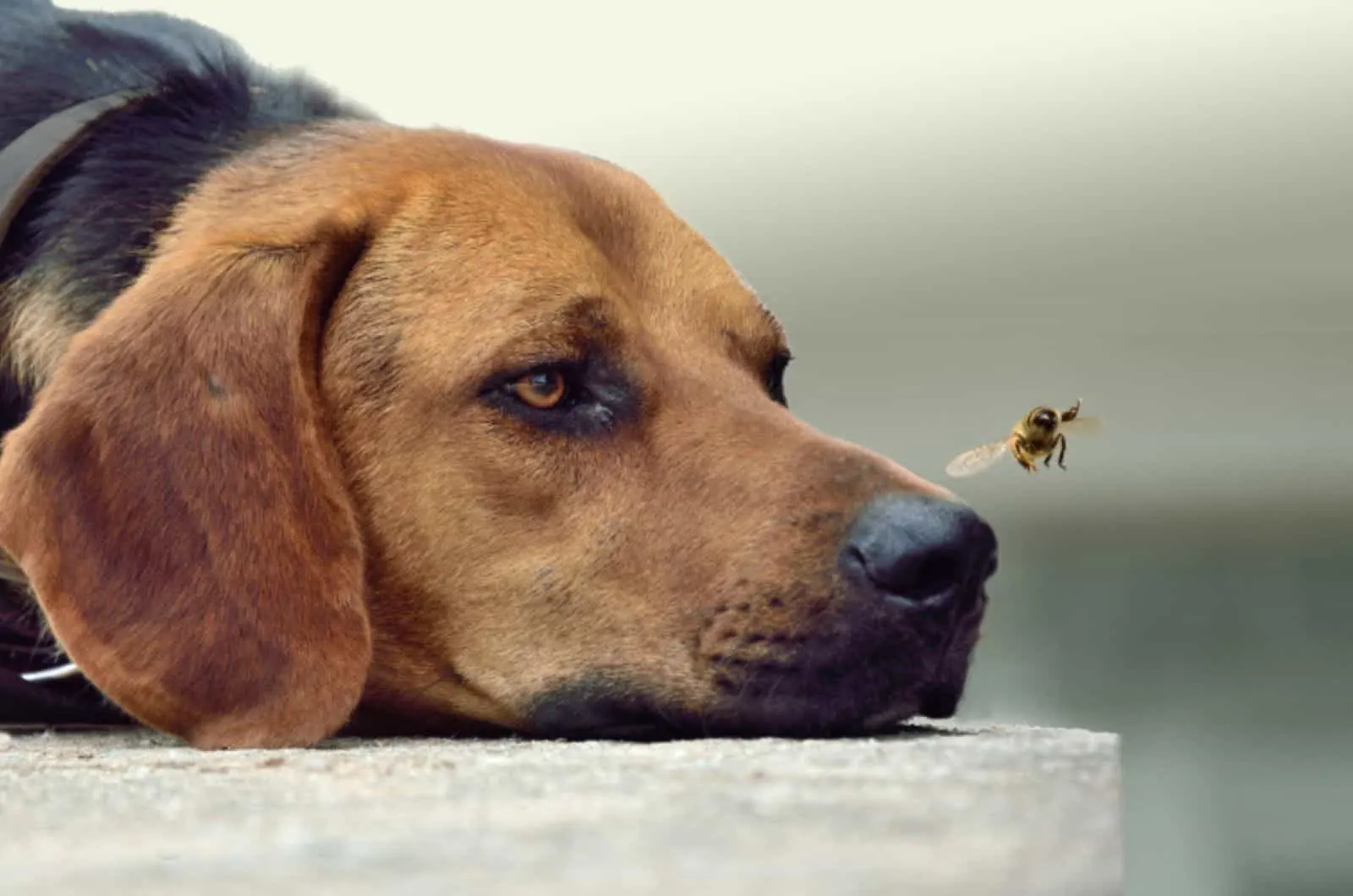dog looking at a flying bee in front of his nose