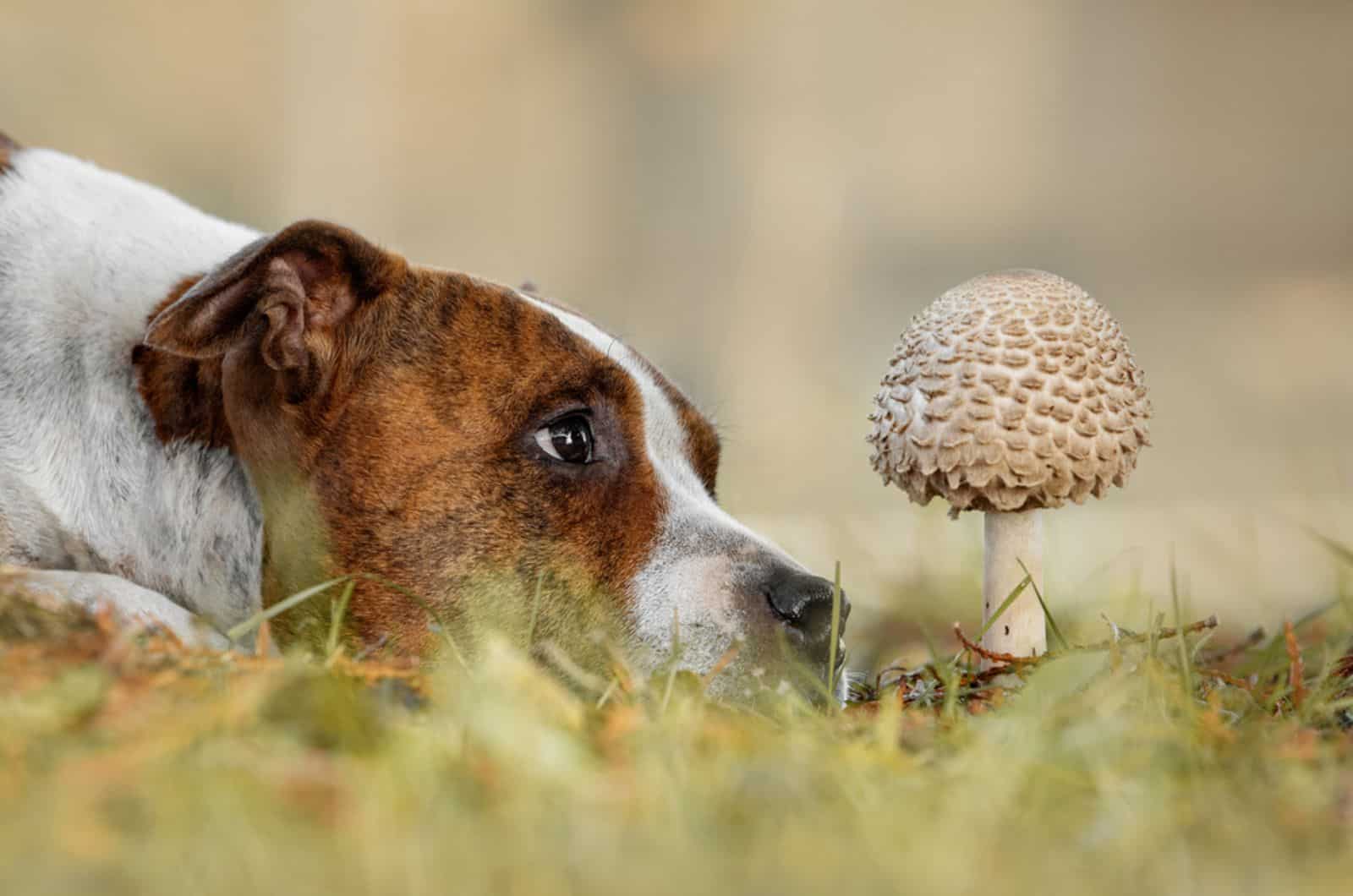 dog looking at mushroom on a meadow