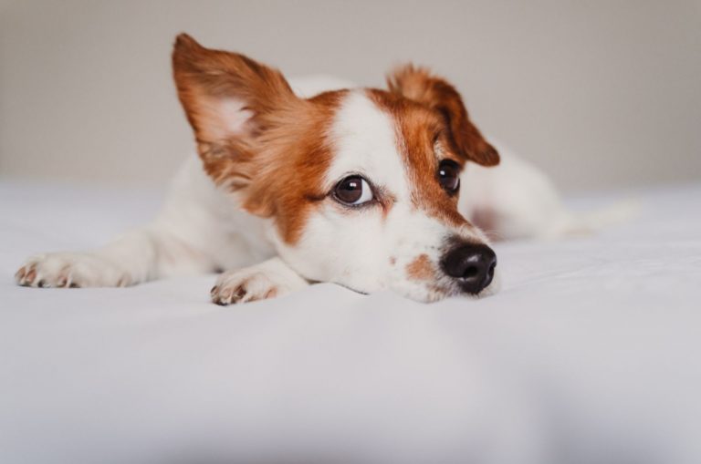 dog lying on bed and listening with funny ear