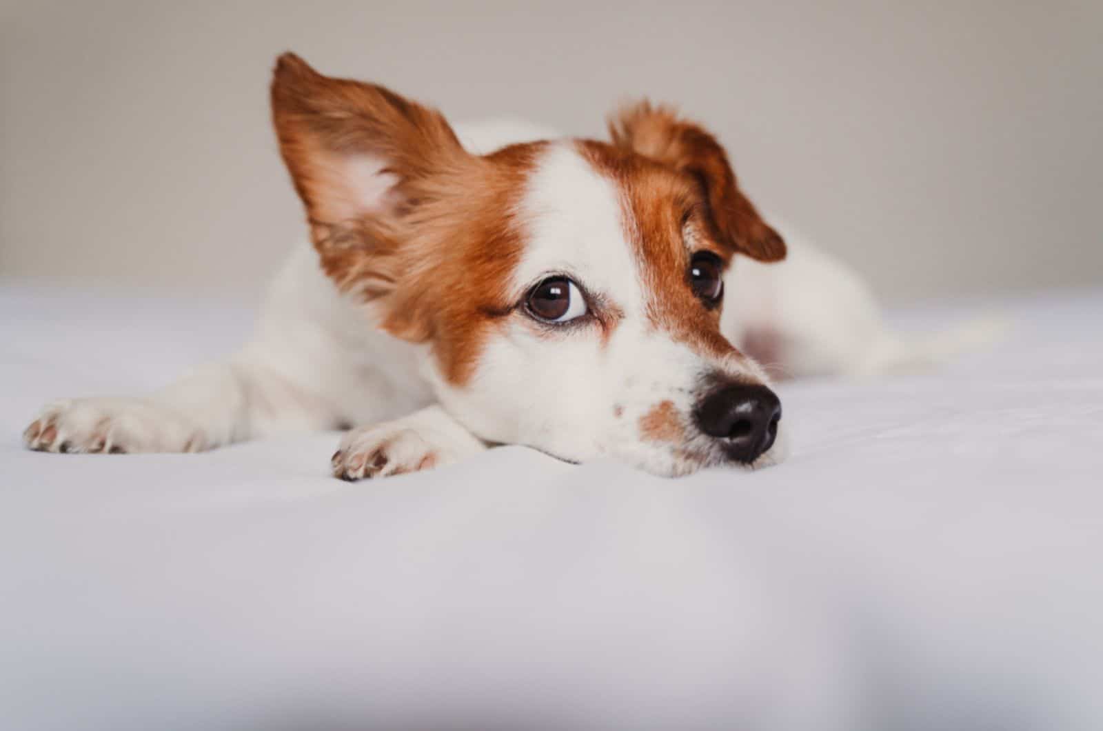 dog lying on bed and listening with funny ear