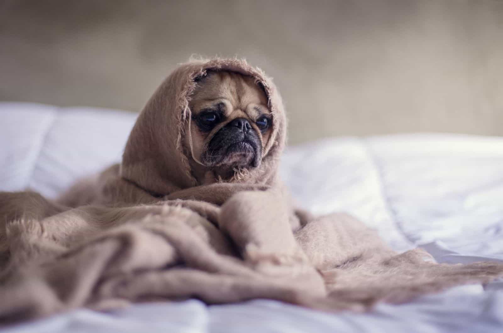 dog lying on the bed covered with blanket