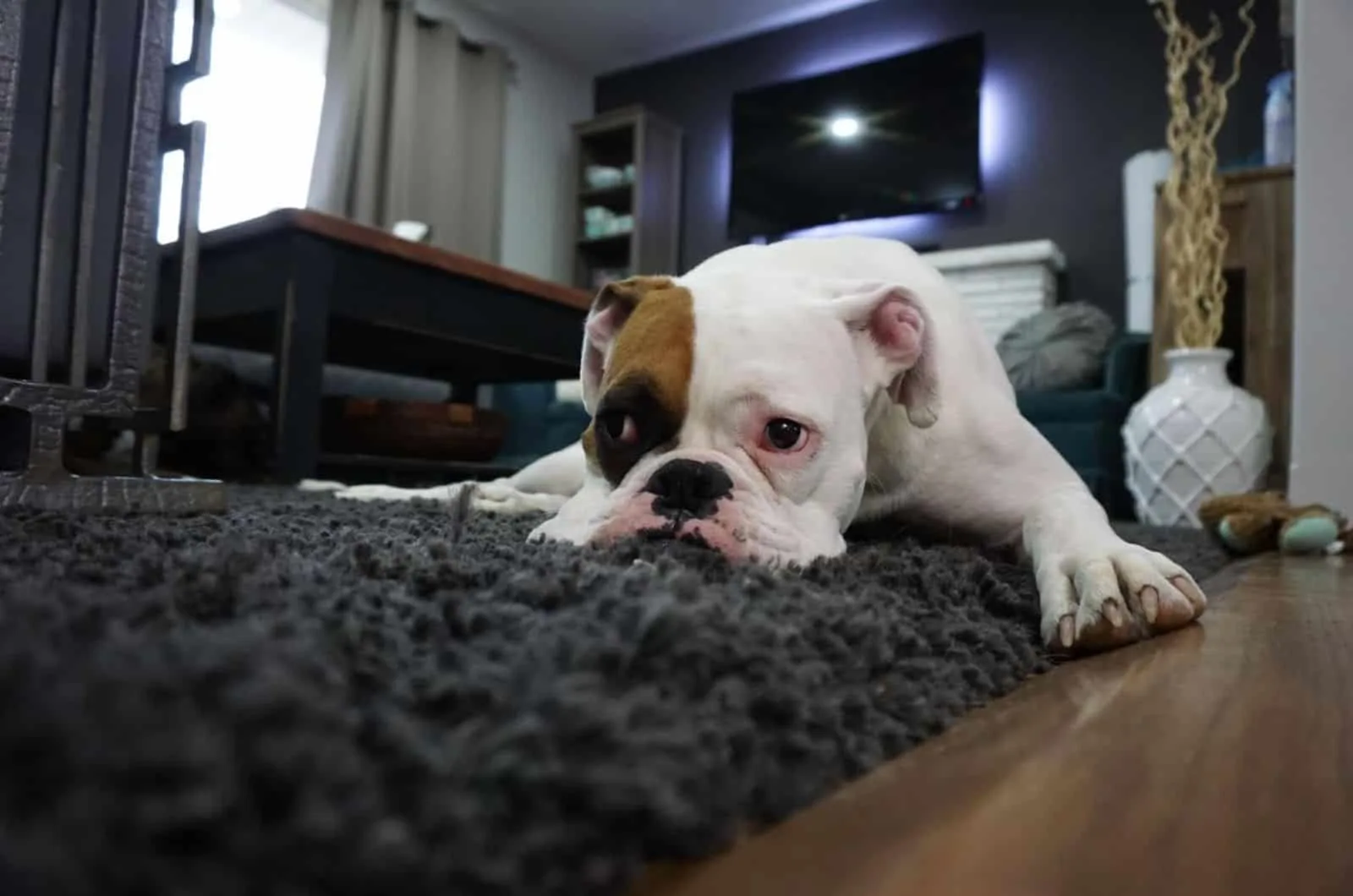dog lying on the carpet and looking sad