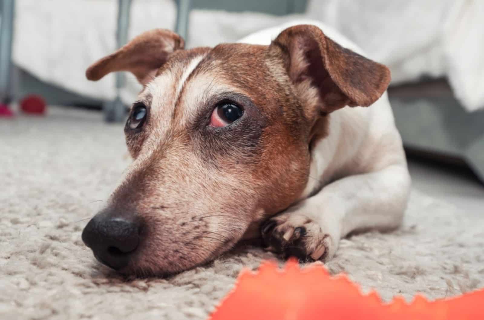 dog lying on the carpet having watery eyes