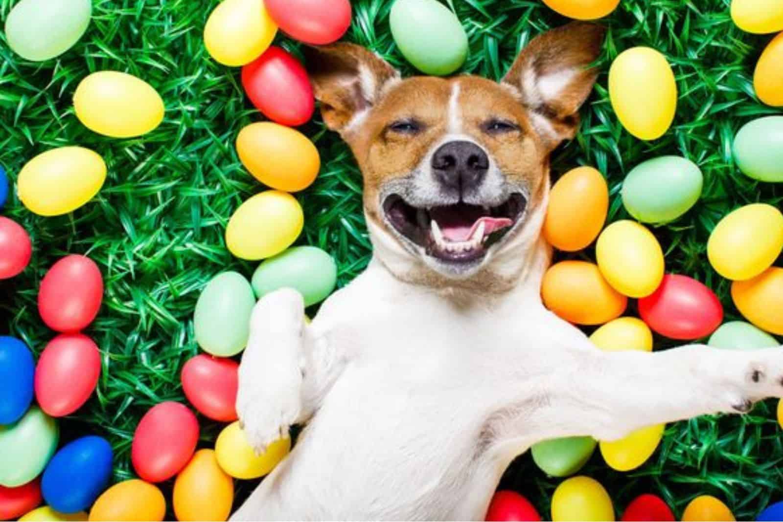 dog lying on the grass surrounded with easter eggs