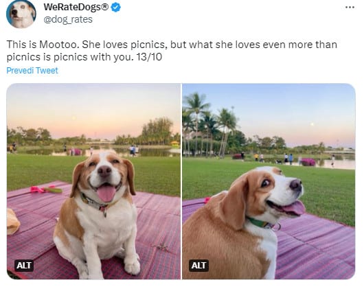 dog on a picnic blanket