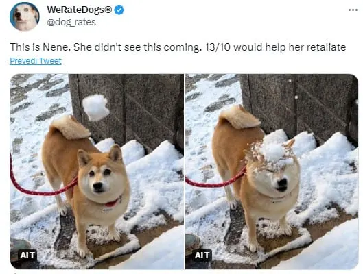 dog on the snow