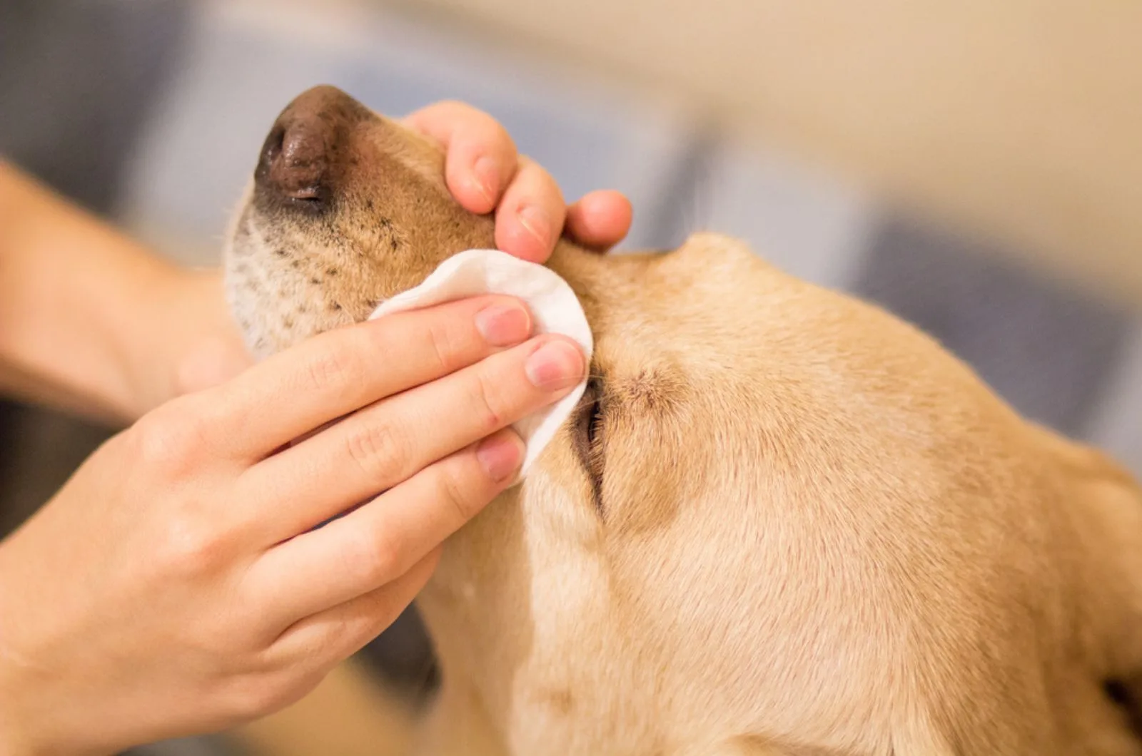 dog owner cleaning its watering eyes with a cotton pad