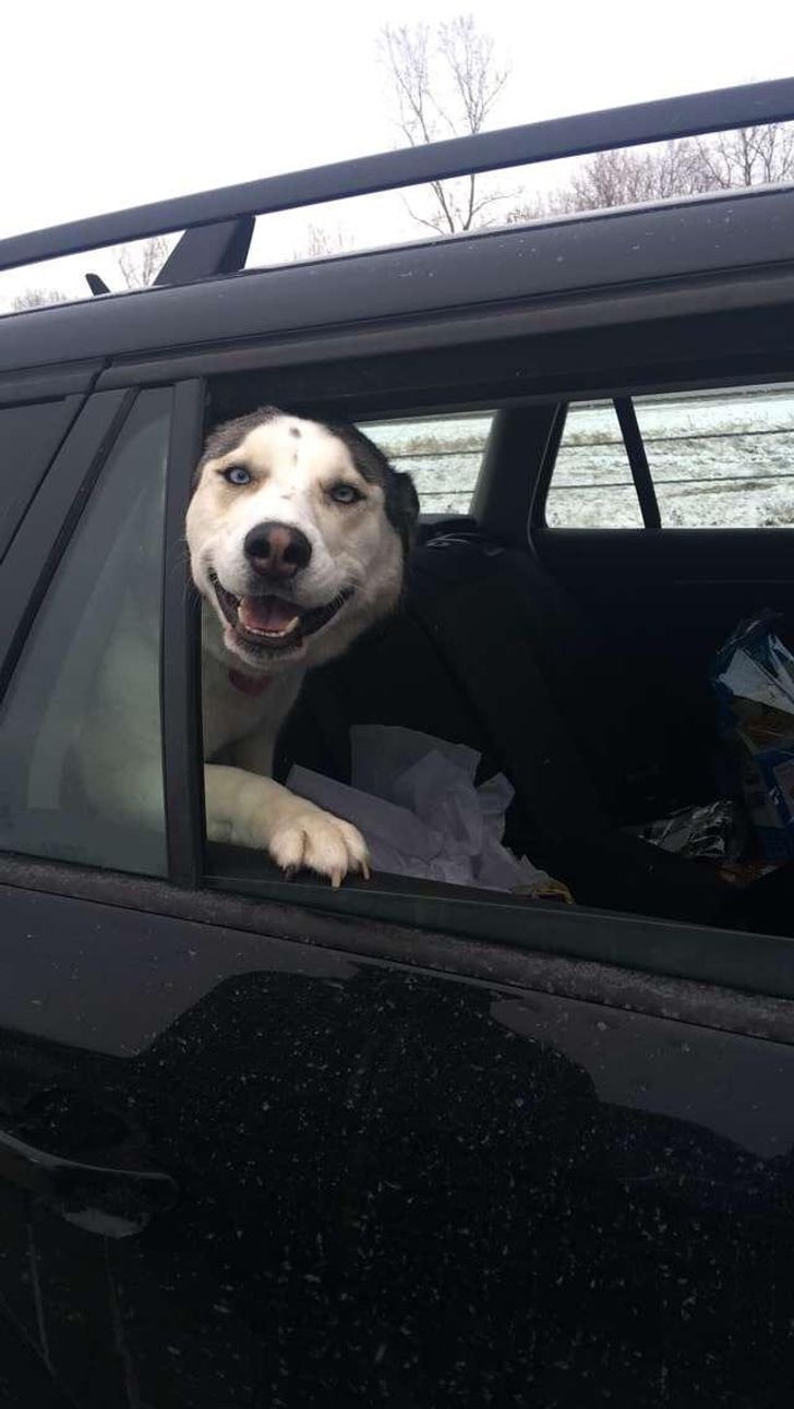 dog peeking from car window