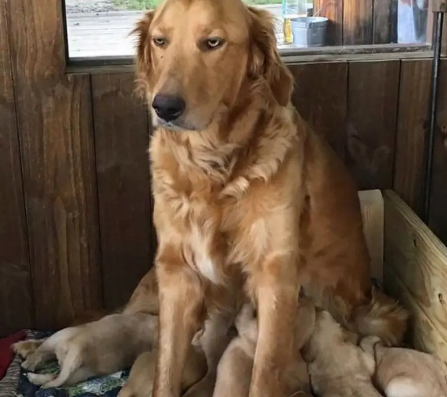dog regretting motherhood