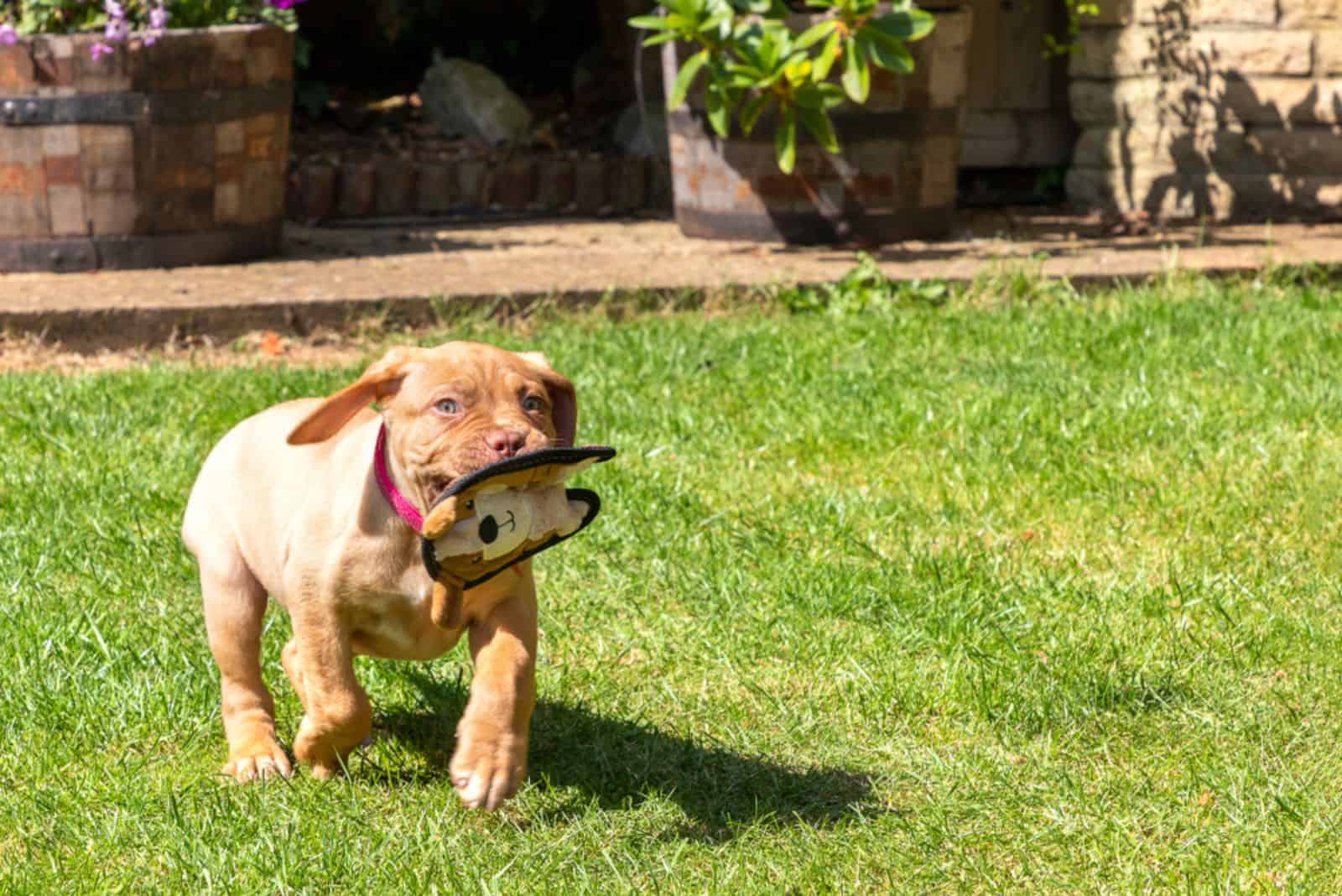 dog running with toy in mouth