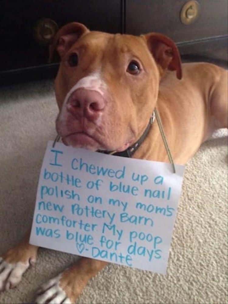 dog shamed for eating blue polish