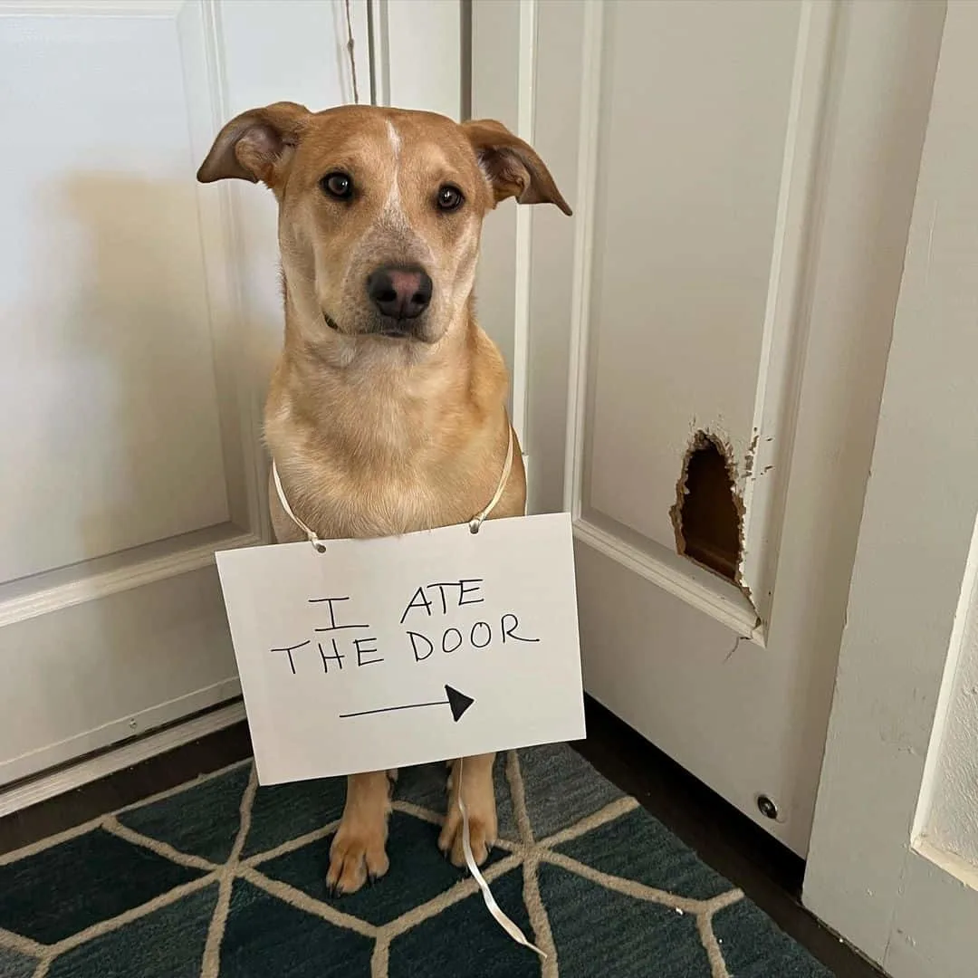 dog shaming photo of a dog that ate the door