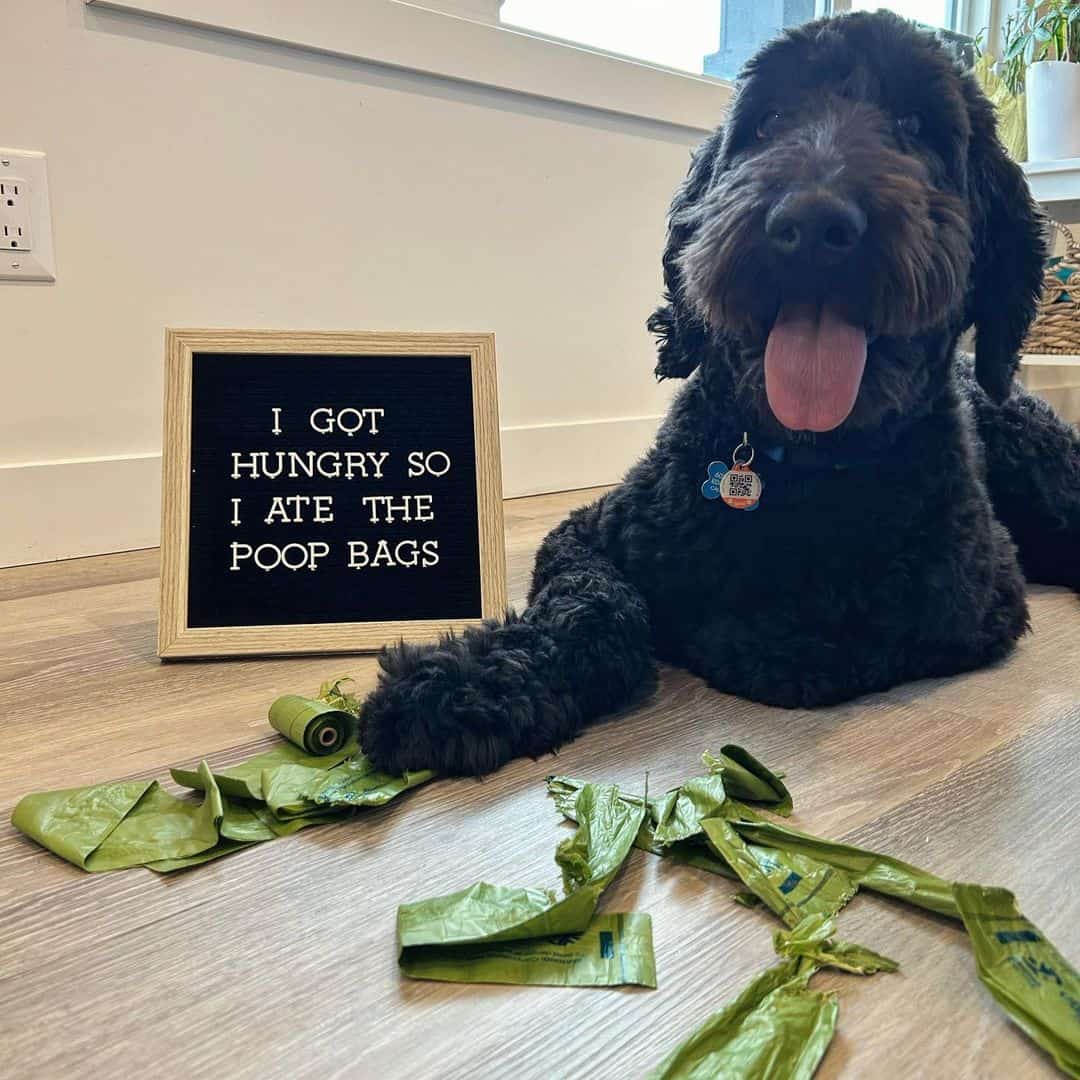 dog shaming photo of a dog who ate poop bags