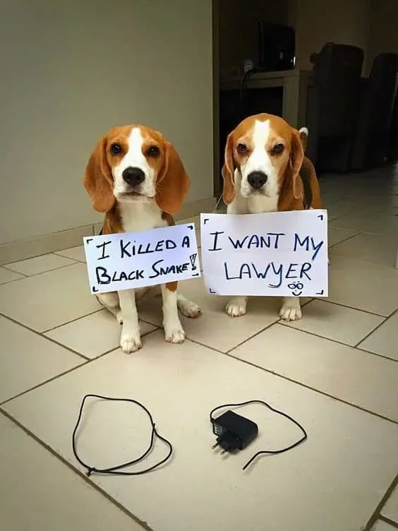 dog shaming photo of two beagles