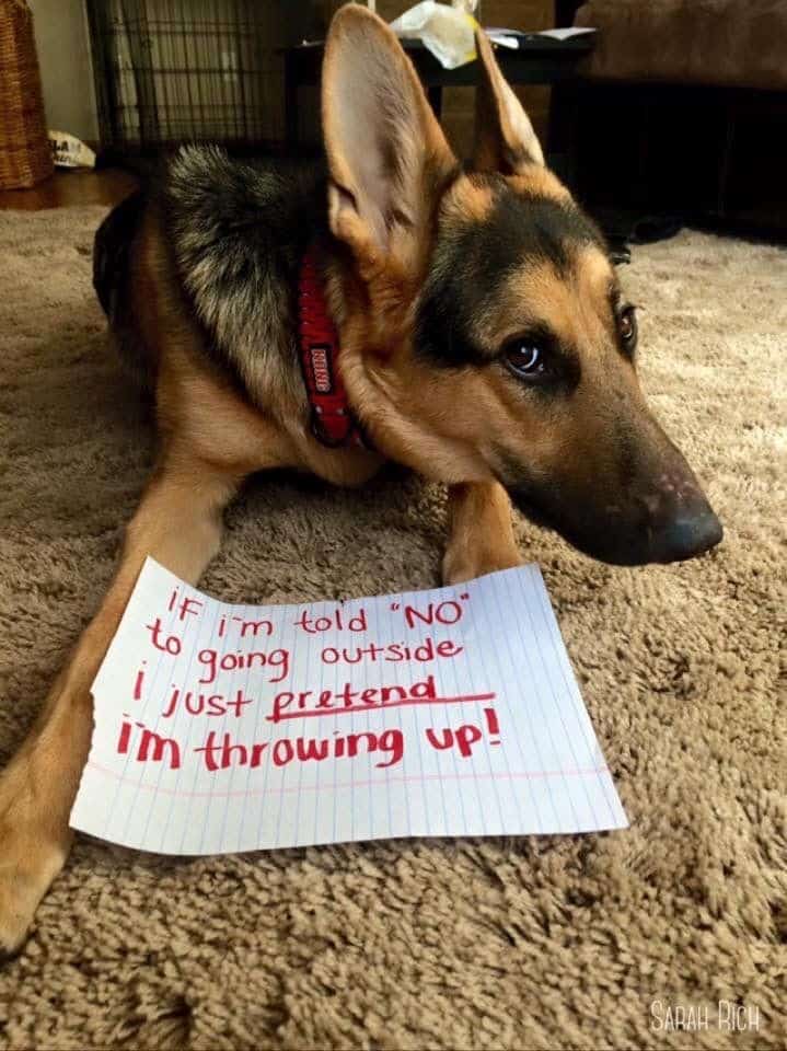 dog shaming picture of a german shepherd