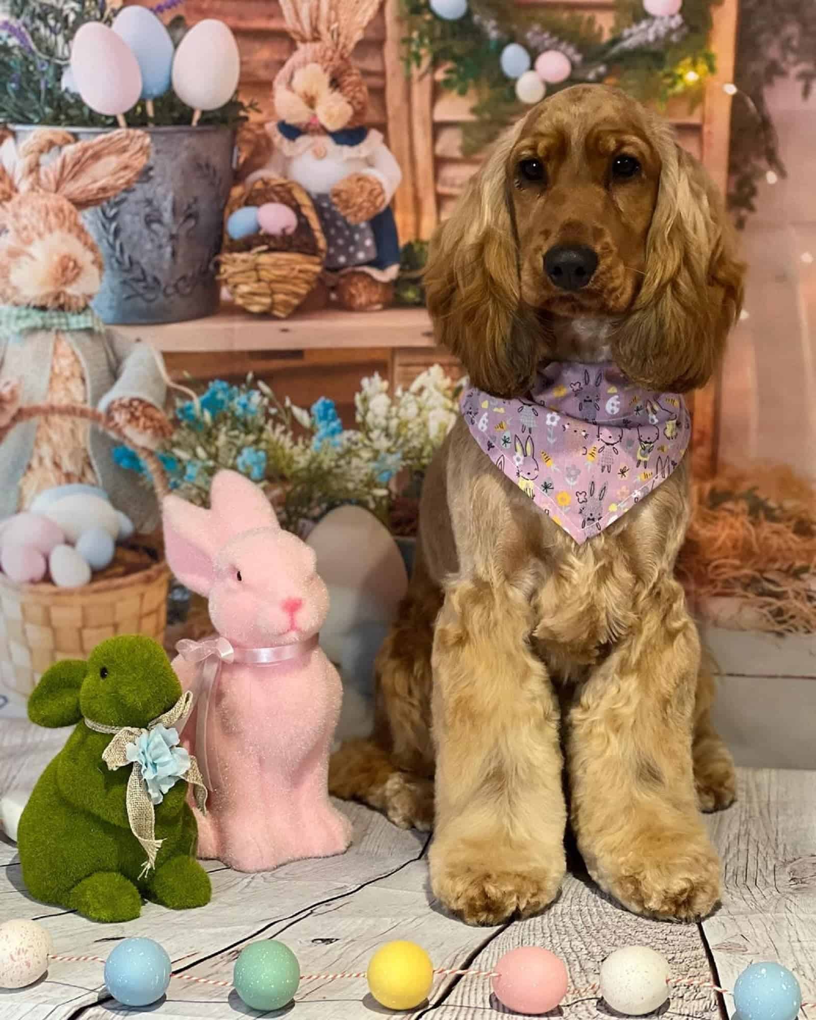 dog sitting beside easter decoration ready for celebartion