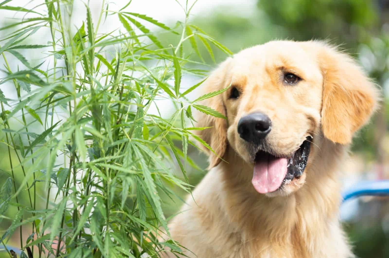 dog sitting beside the green marijuana tree outdoors