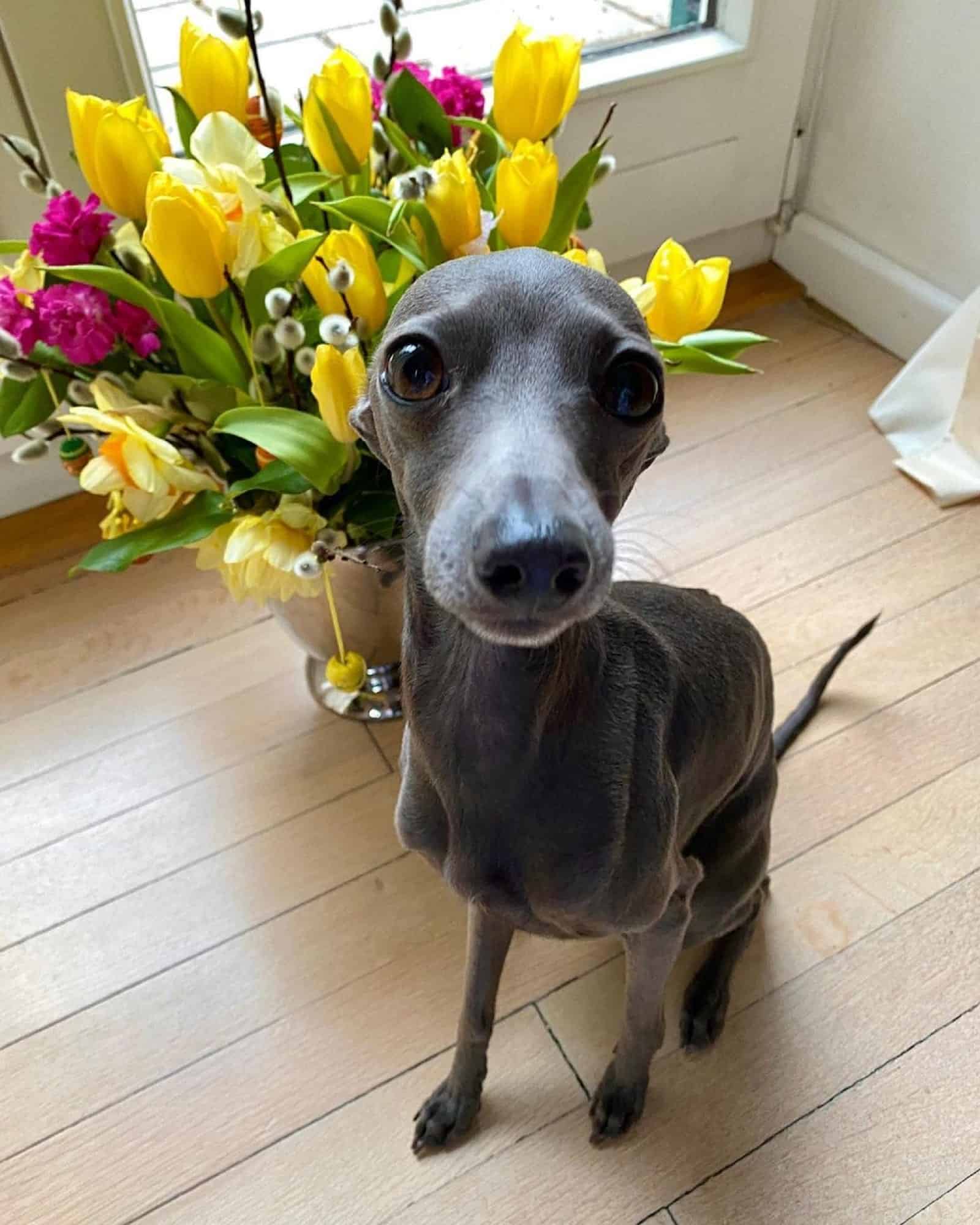 dog sitting beside yellow flowers celebrating easter